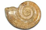 Jurassic Ammonite (Hemilytoceras) Fossil - Madagascar #349155-1